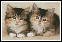 Mignons chatons