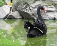 Magnifique cygne noir