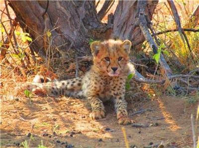 Jeune guépard