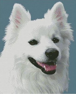 American eskimo