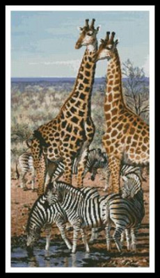 Girafes et zèbres