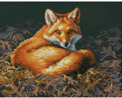 Renard de nuit