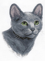 Chat bleu de Russie