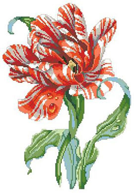 Tulipe perroquet striée