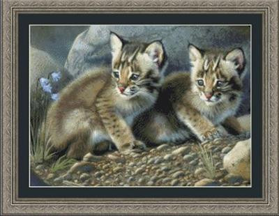 Bébés lynx