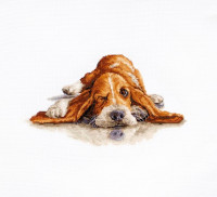 Basset hound