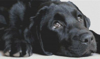 Labrador noir